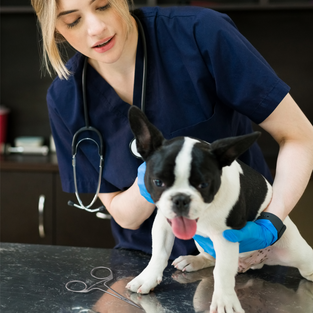 Veterinarians can use an Ambidex hemostat to help with animal care Veterinarians can use Ambidex hemostats to help with all sorts of animal care